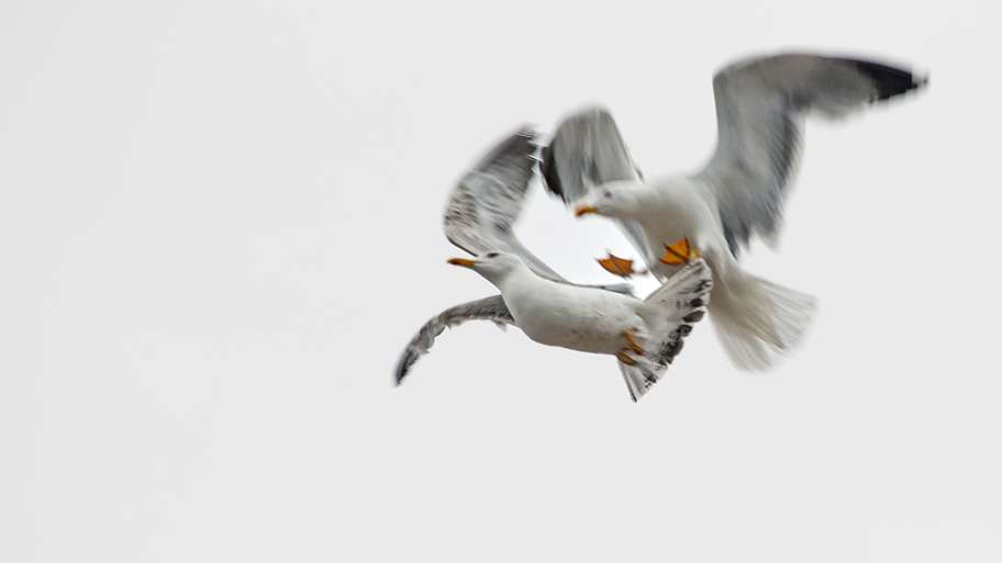 ATAQUE A TRAICIÓN EN PLENO VUELO