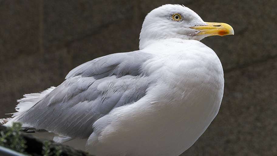 ¿PENSAMIENTO? EN REPOSO