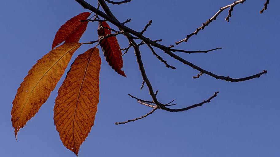 LAS ÚLTIMAS HOJAS QUE RESISTEN