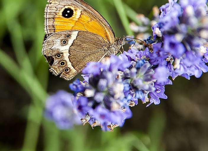 LIBANDO EN LA LAVANDA