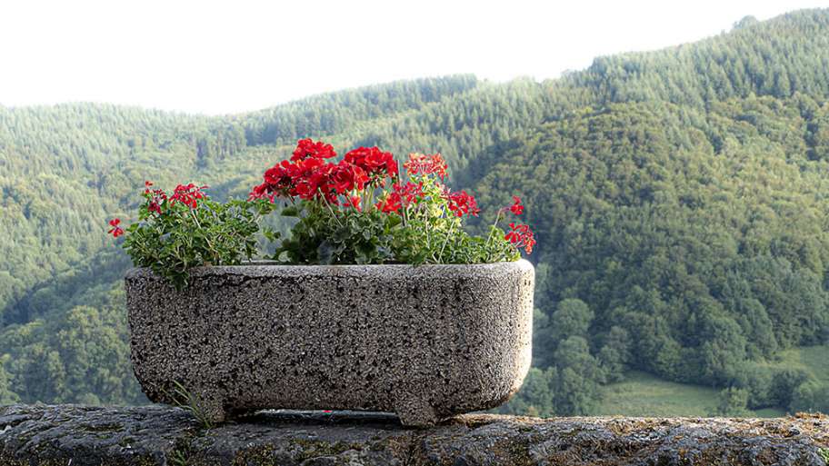 BOTÁNICA ARTIFICIAL FRENTE A LA BOTÁNICA NATURAL