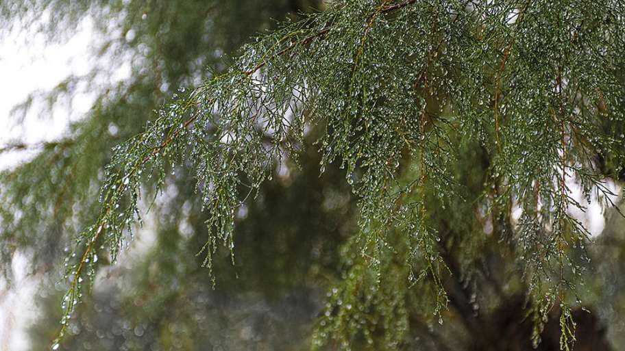EL ÁRBOL AGUANTA LAS GOTAS HASTA EL ÚLTIMO MOMENTO