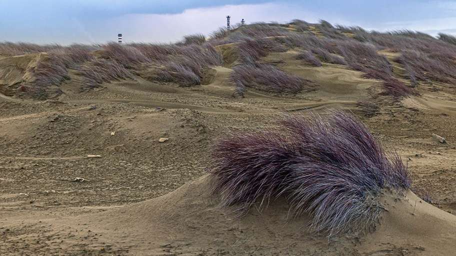 DUNAS ENANAS A CUATRO METROS DE CASA