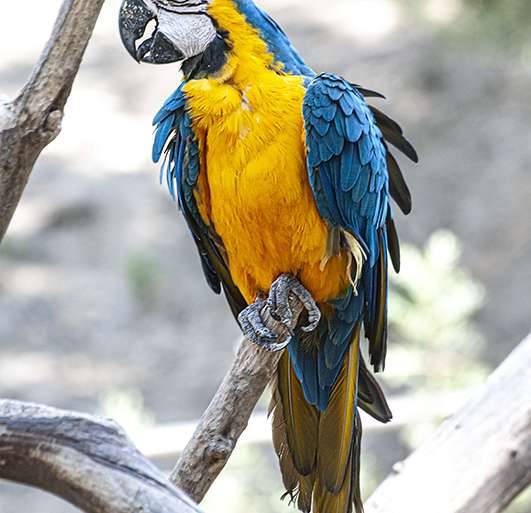 GUACAMAYO AZUL Y AMARILLO