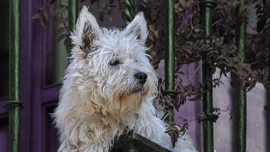 PERRO BALCONERO (Y COTILLA)