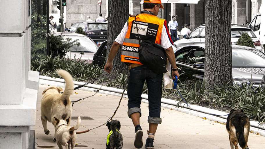 PASEADOR DE PERROS, PROFESIÓN DE FUTURO