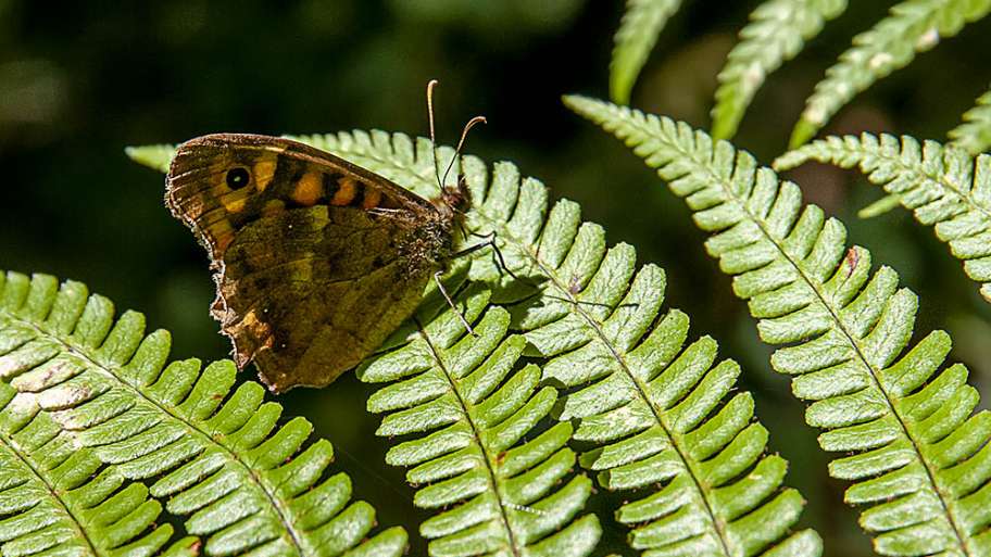 REPOSANDO SOBRE EL HELECHO