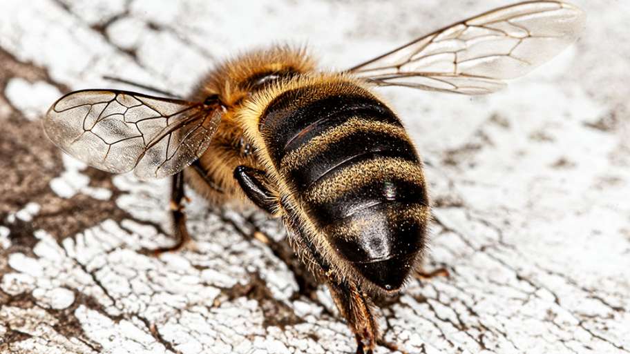 ABEJA DE REGRESO AL HOGAR