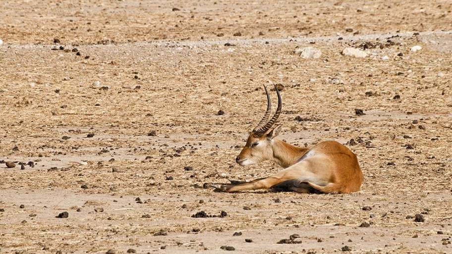 LA GACELA SOPORTA LA CANÍCULA