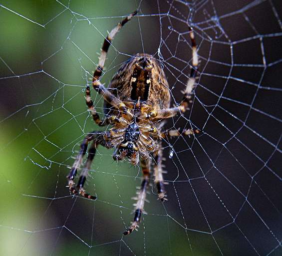 LA ARAÑA REPARA SU TELA