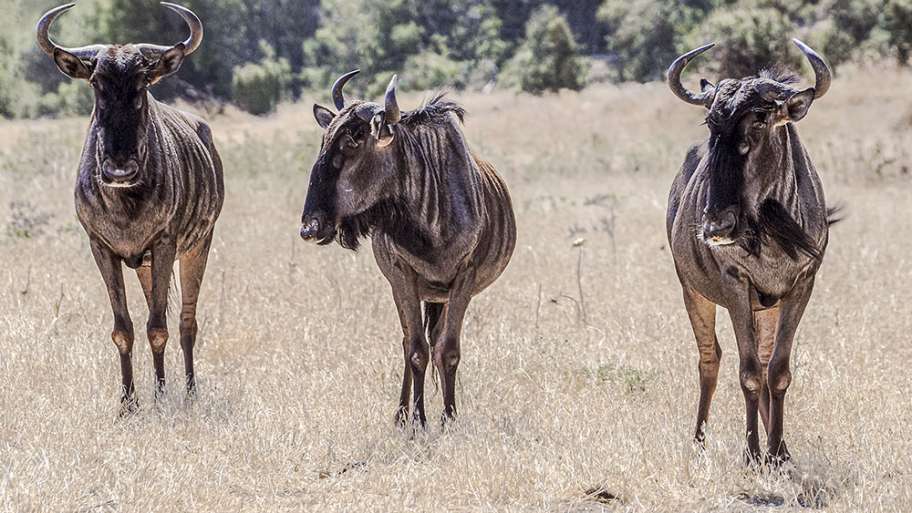 ÑÚES EN SU SABANA (ARTIFICIAL)