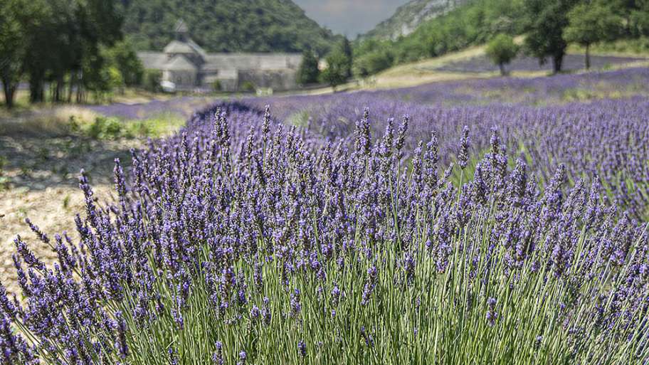 CAMPOS DE LAVANDA EN LA ABADÍA DE SÉNANQUE