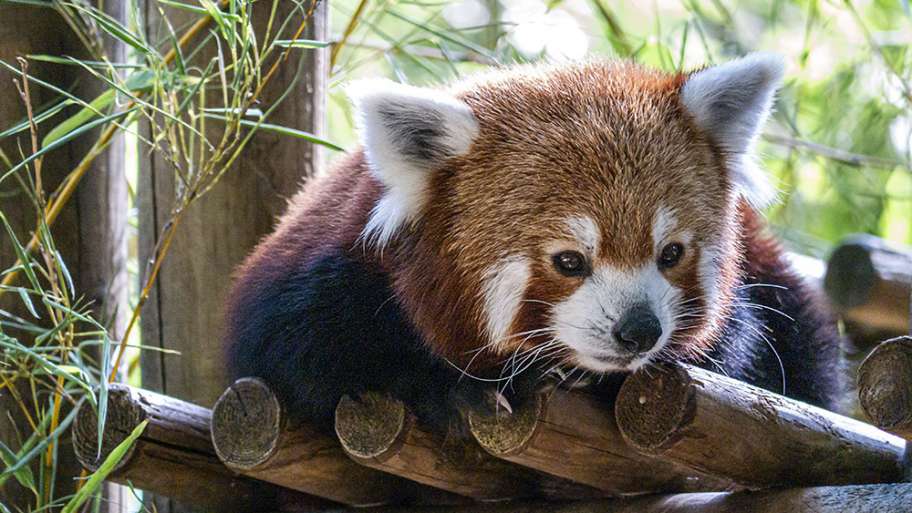 PANDA ROJO, CON MIEDO A DESAPARECER