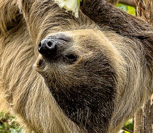 PEREZOSO DE DOS DEDOS