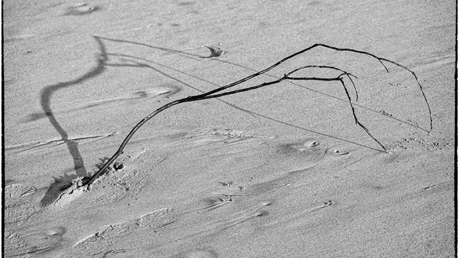 LA SOMBRA ALARGADA DE LA RAMA