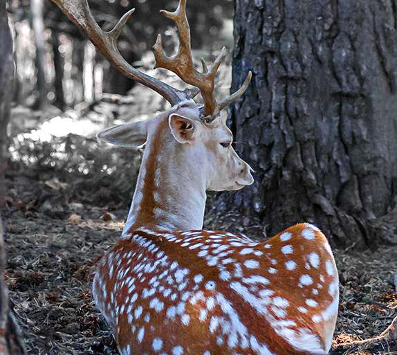 GAMO JOVEN EN REPOSO
