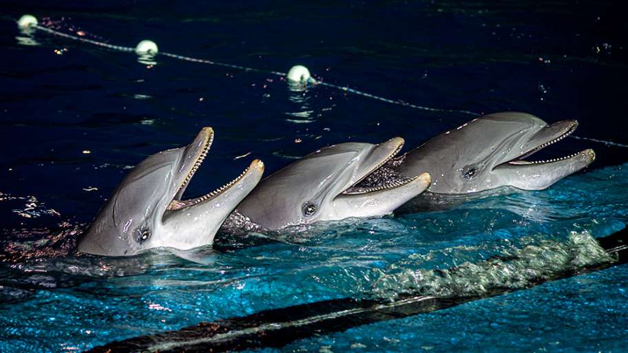 RIÉNDOSE DE LA PROFE