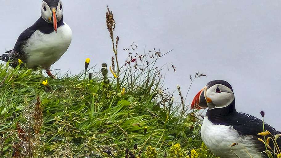 FRAILECILLOS (ISLANDIA-8)