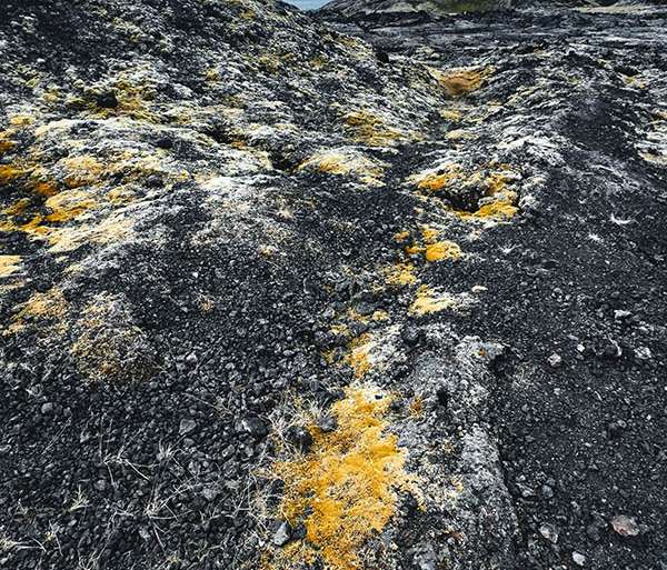 SOBRE LA LAVA, MUSGOS Y LÍQUENES (ISLANDIA-17)