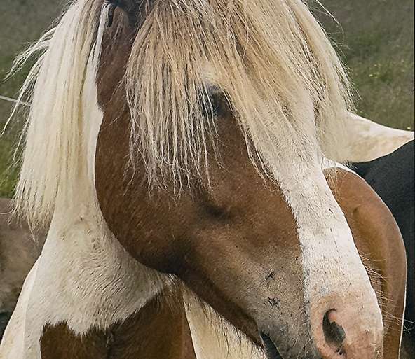 CABALLO ISLANDÉS (ISLANDIA-18)