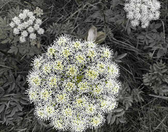 FLOR DE FLORES (ISLANDIA-27)