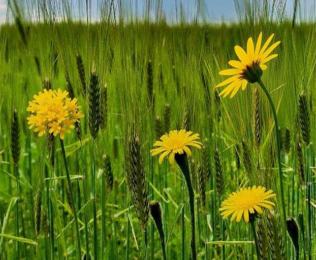 FLORES ENTRE LA CEBADA (ISLANDIA-29)
