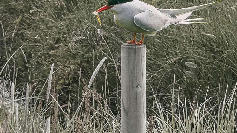 CHARRÁN ÁRTICO CON SU RECIENTE PESCA (ISLANDIA-38)