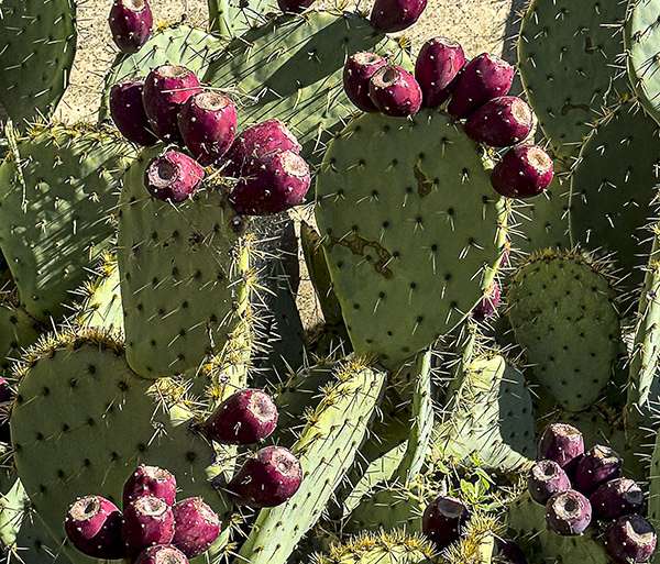 CHUMBERA TOSCANA (SIN OTRO PARTICULAR)