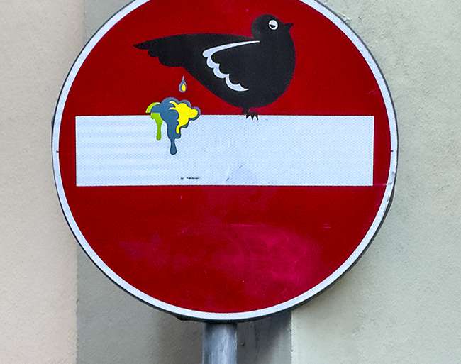 PALOMA NEGRA DEFECANDO CROMATISMOS EN DIRECCIÓN PROHIBIDA