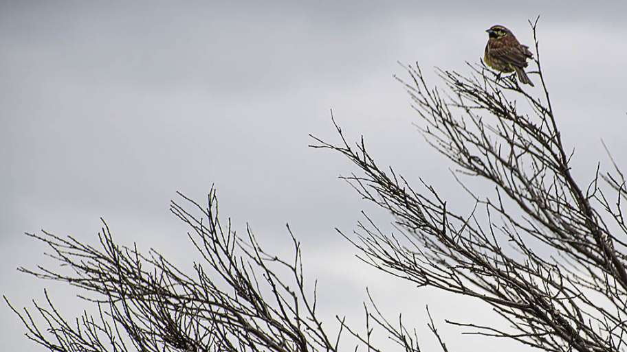 GORRIÓN SUPERIOR (EN ALTURA)