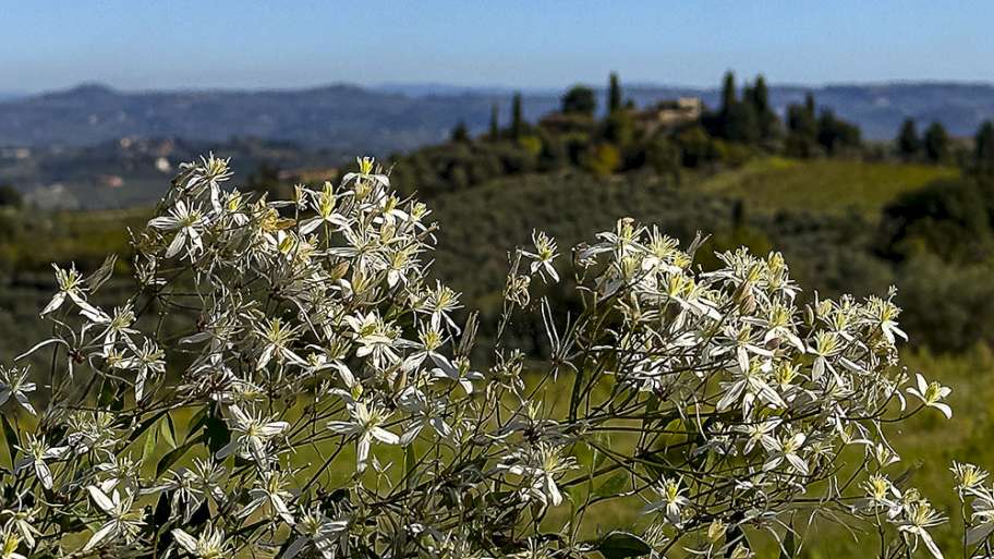 FLORES EN PRIMER PLANO, PAISAJE AL FONDO