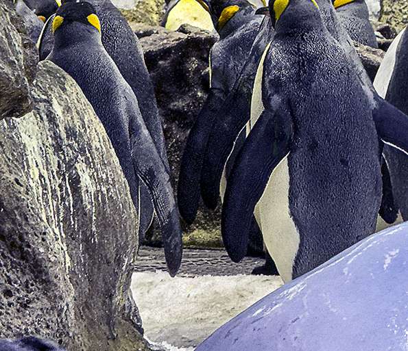 PINGÜINOS REY, TAN GREGARIOS ELLOS