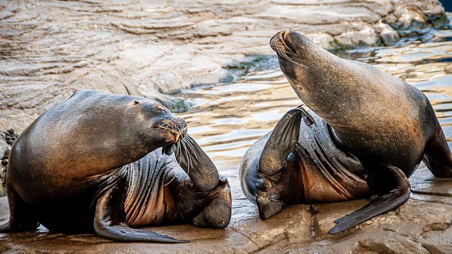 DESPEREZÁNDOSE TRAS LA NOCHEBUENA