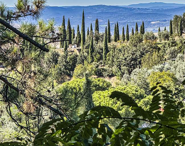 CIPRESES TRAS LOS SETOS