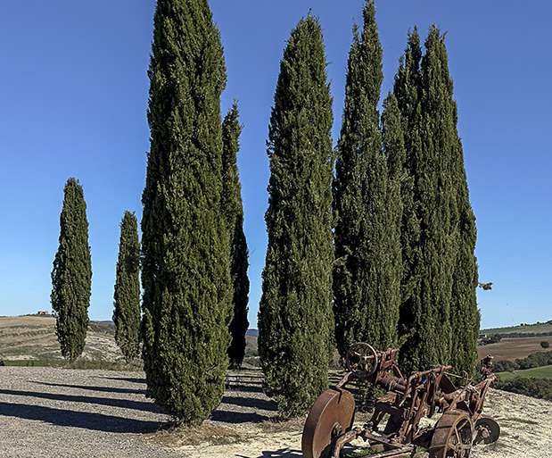 ARADO MODERNO CON CIPRESES ANTIGUOS