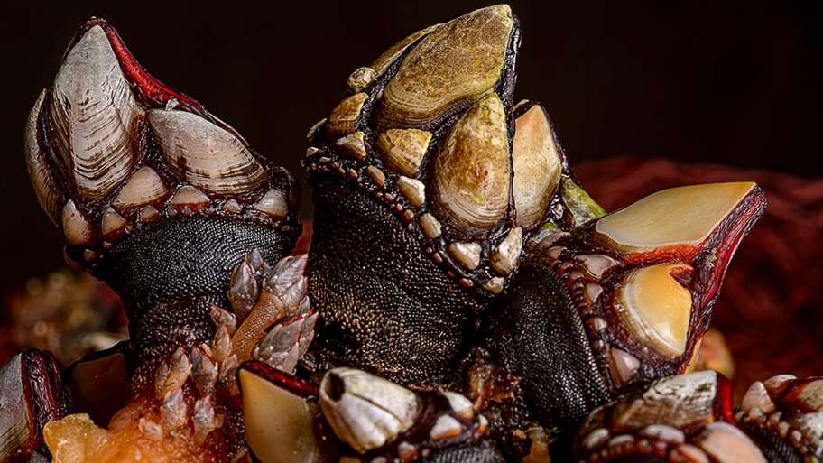 PERCEBES EN BODEGÓN MACRO