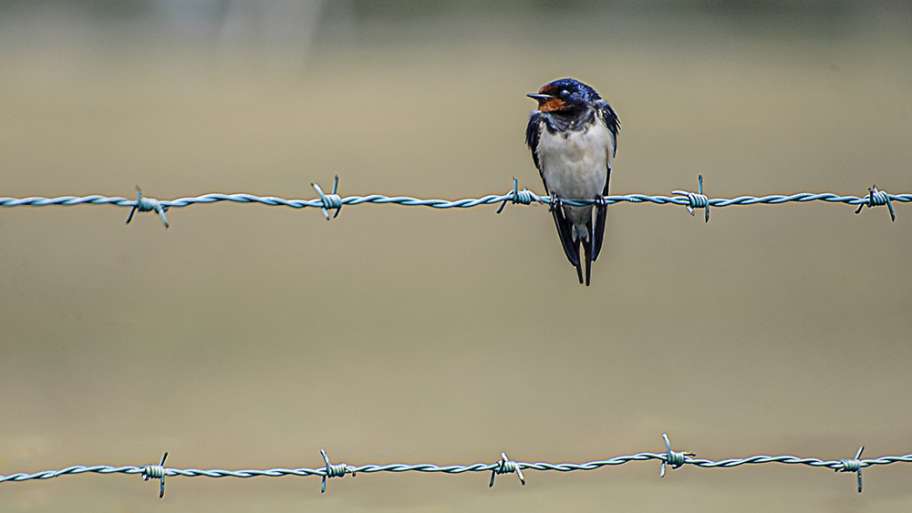 GOLONDRINA QUE NO HACE VERANO