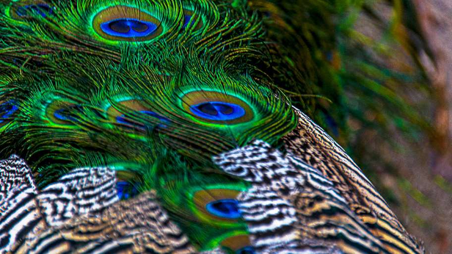 PLUMAJE REAL (DE PAVO)